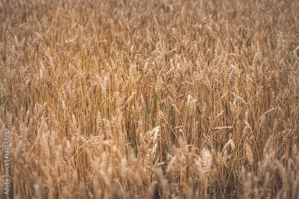 Fototapeta premium Field of wheat