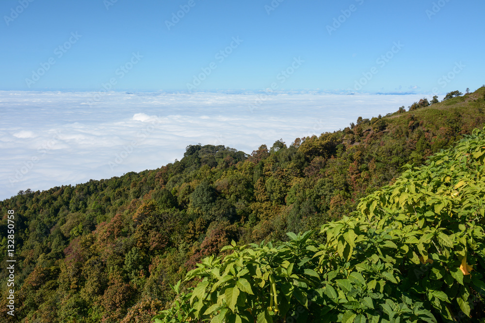 fog and cloud on mountain at Kew Mae Pan ,Doi Inthanon National Park, Thailand. fog and cloud on mountain at Kew Mae Pan ,Doi Inthanon National Park, Thailand.