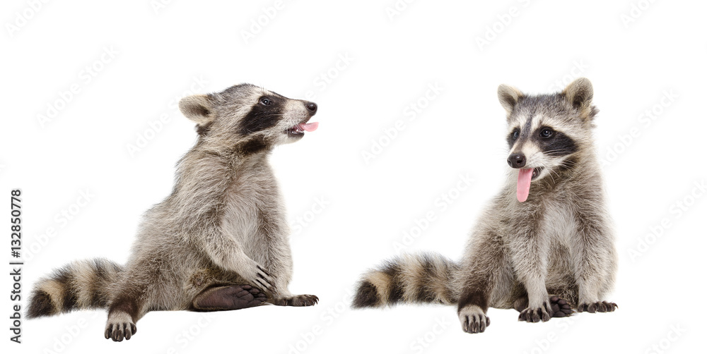 Two raccoons showing each other tongue