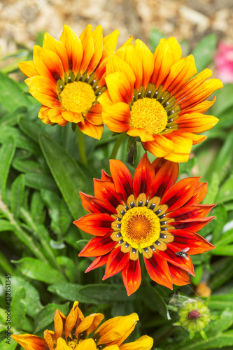 Gazania flowers colored yellow and Red