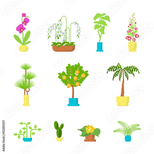 Vector set of flat illustration of house plants and flowers in pots for interior decoration.