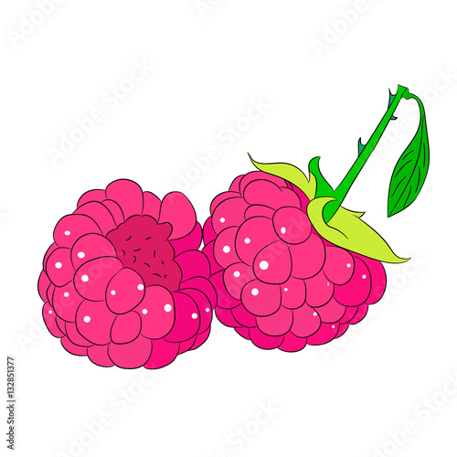two raspberries on white background of vector illustrations