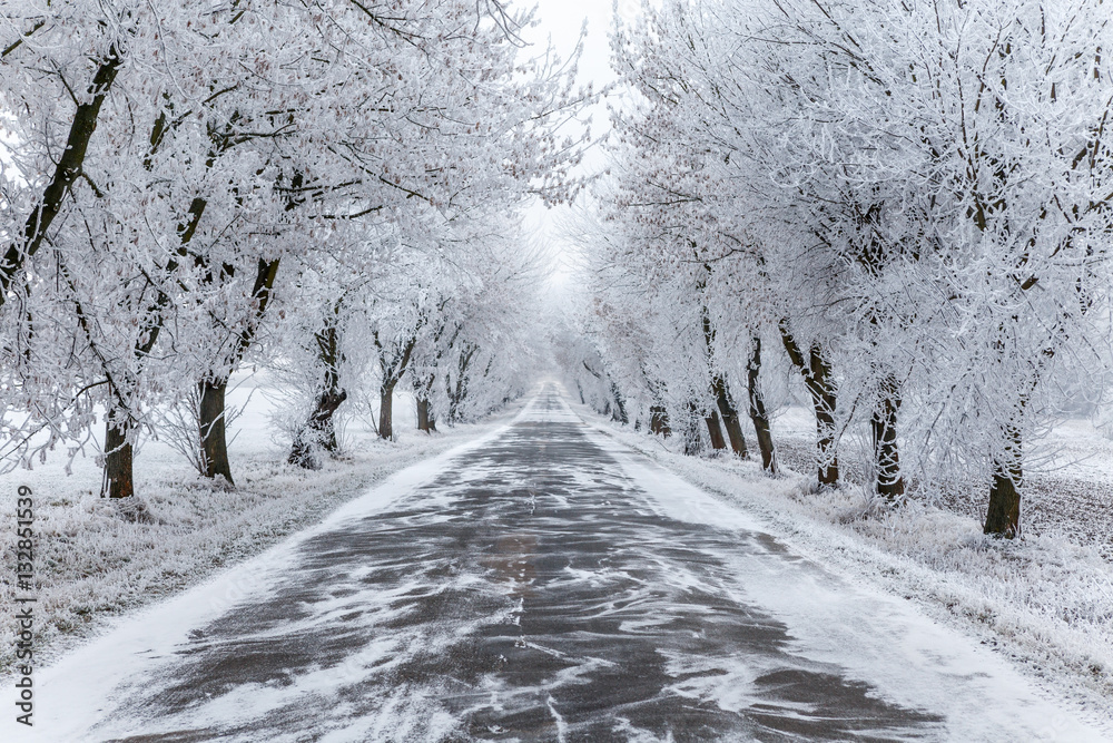 Frozen trees and gray winter urban road Frozen trees and gray winter urban road