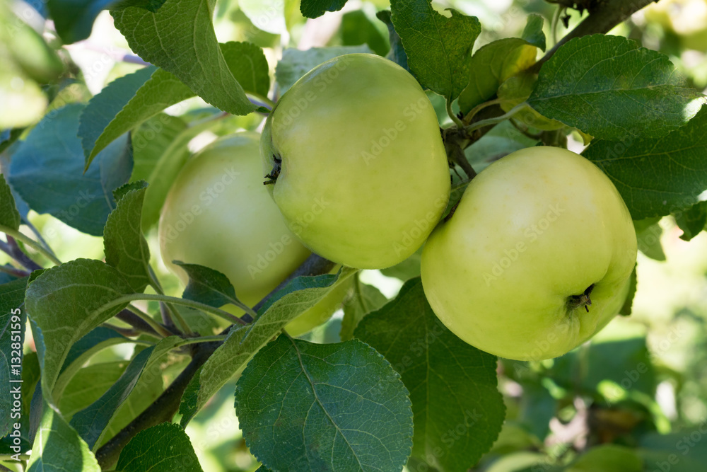 Green apples