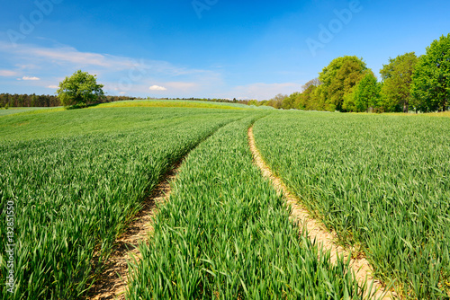 Traktorspur führt durch grünes Feld unter blauem Himmel im Frühling