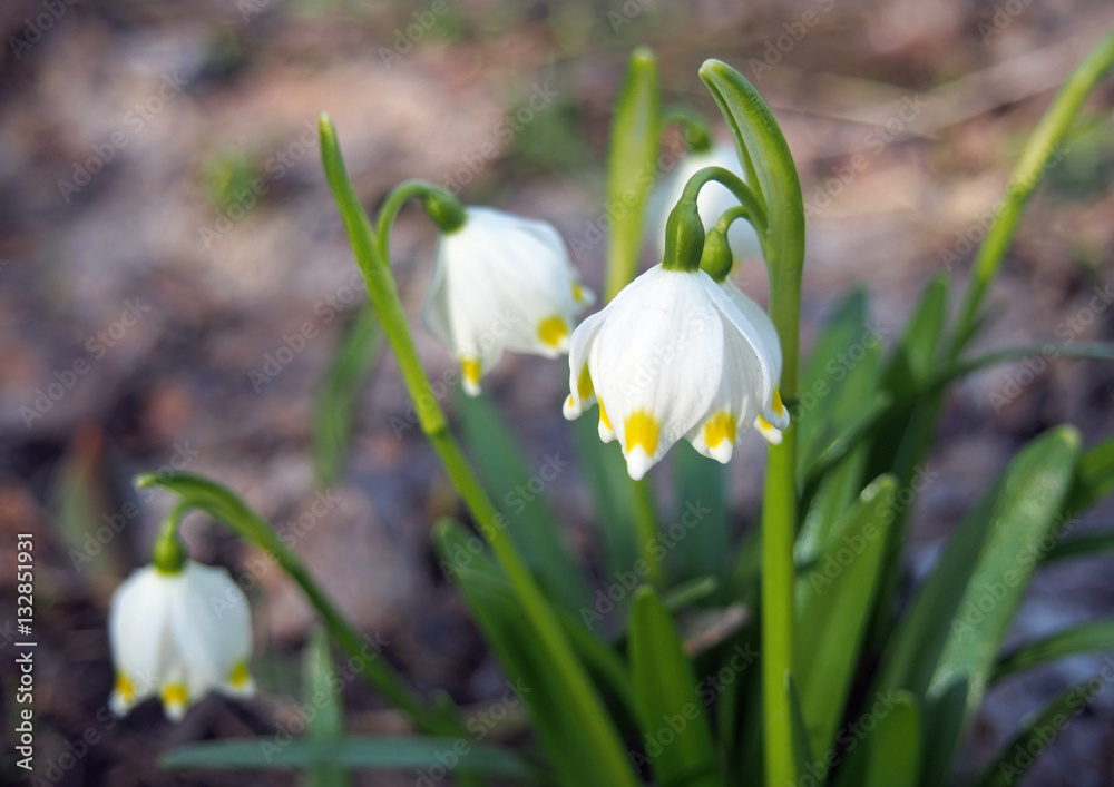 Delicate white snowdrop on natural background Delicate white snowdrop on natural background