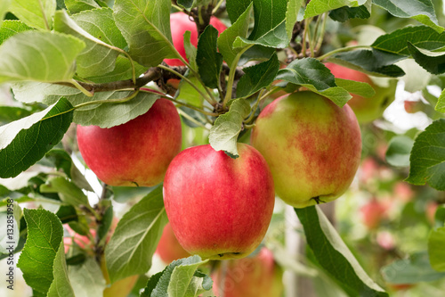Closeup of mature red apples hanging in the tree.