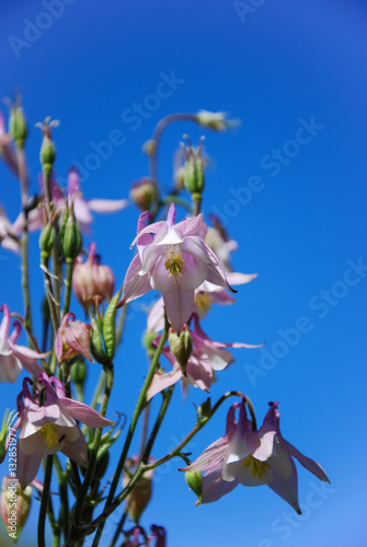 Pink aquilegias photo