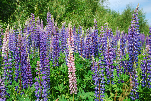 Colorful lupines