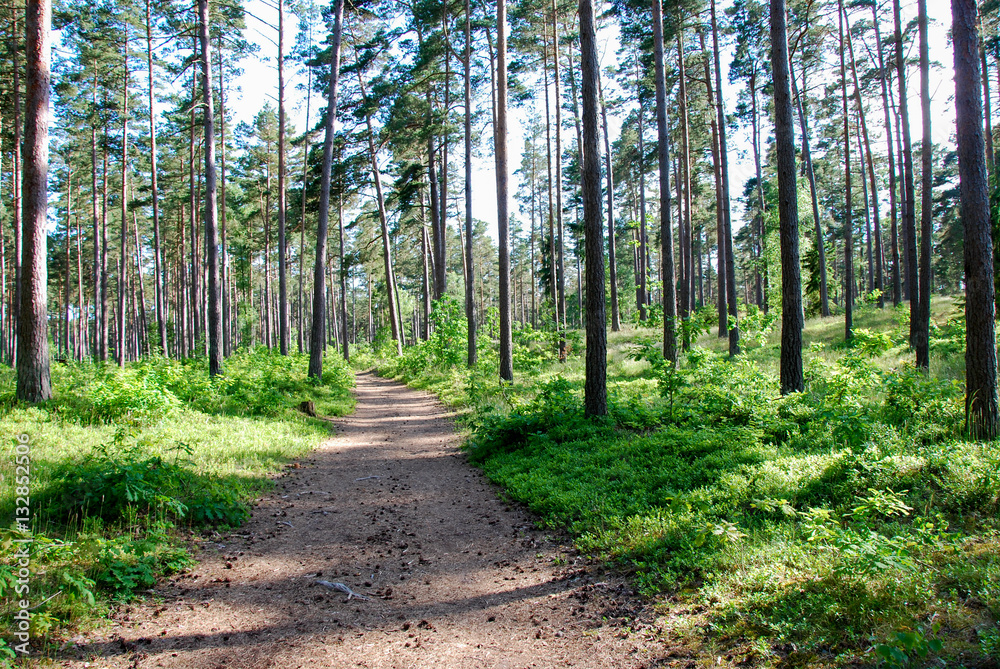 Obraz premium Footpath in a bright forest