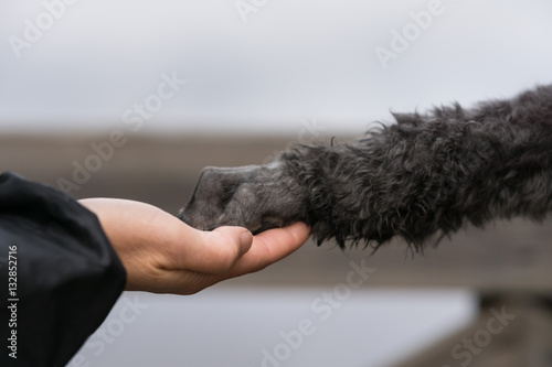 Handshake between a pet dog and a human