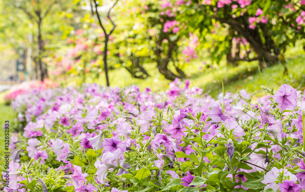 Landscape of beautiful purple petunia in park.