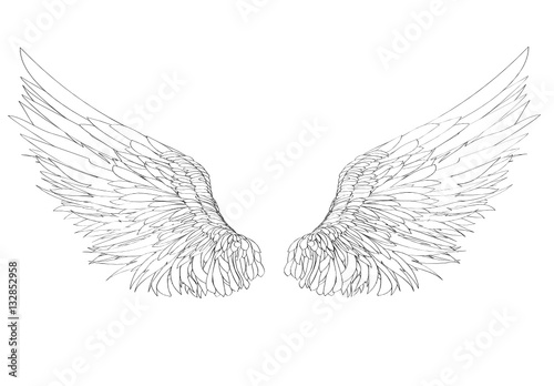 Wings. Vector illustration on white background. Black and white