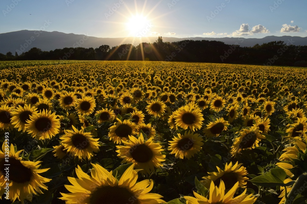 Obraz premium champ de tournesols