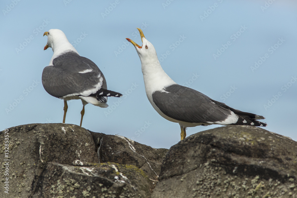Obraz premium Lesser Black-Backed Gull, adult, May Island, United Kingdom.