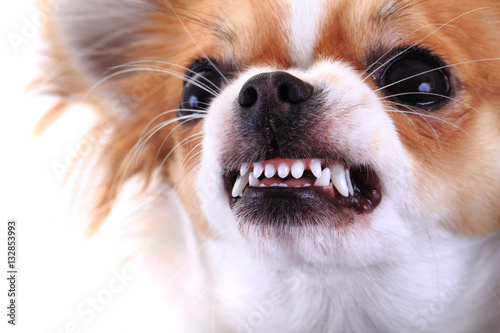 Fotografie dangerous chihuahua face