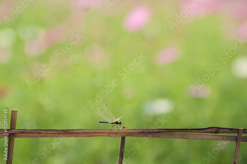 beautiful dragonfly on bamboo fence with blur cosmos flower field sunlight photo