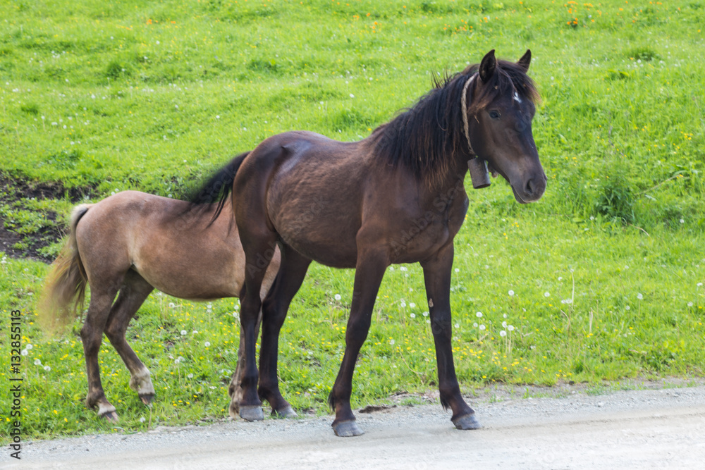 horses graze beside the road and forest and mountains