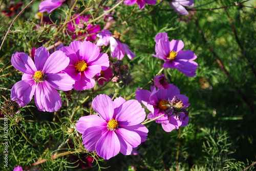 Shiny pink flowers