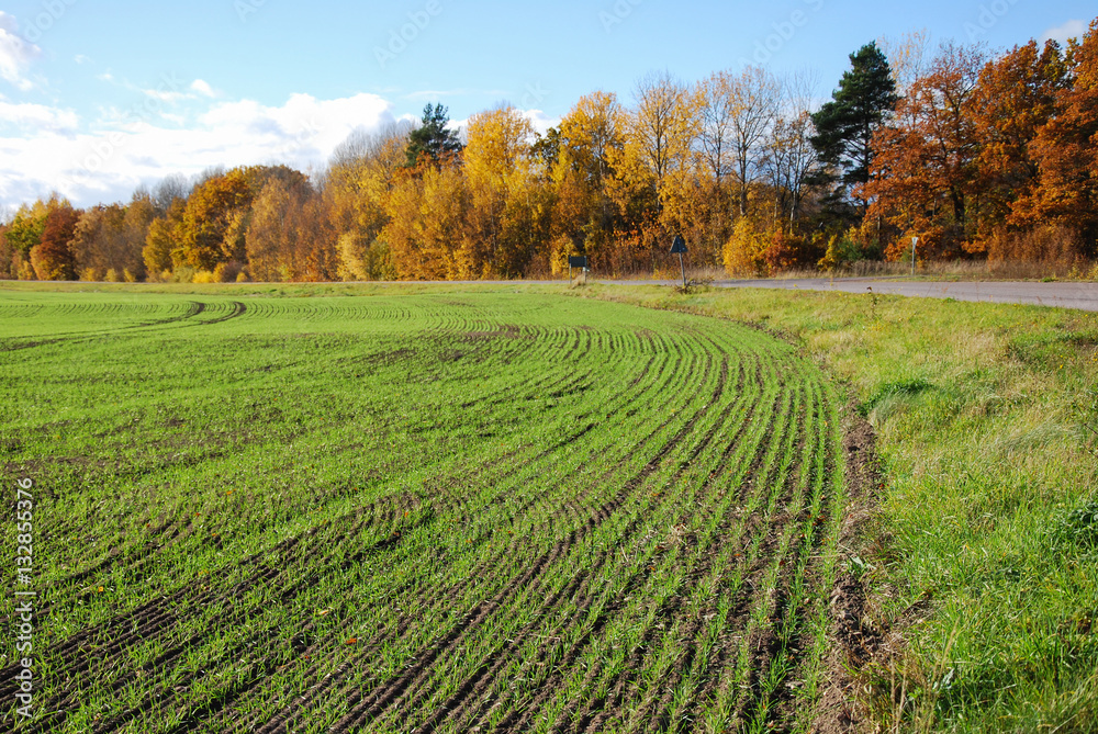 Rows in a green field