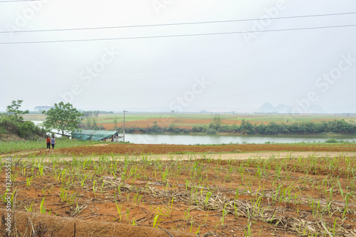 Sugar cane Fields in China