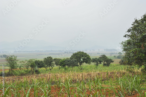 Sugar cane Fields in China