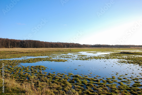 Green wetland by sunshine