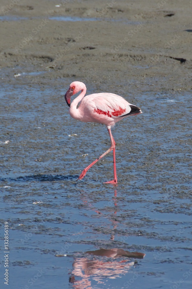 Obraz premium Greater flamingo at Walvis Bay in Namibia