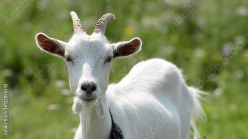Portrait of young white goat