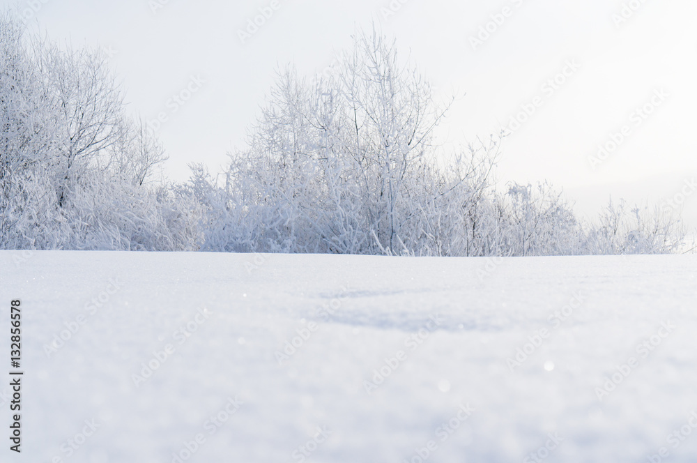 Winter. Branches of trees and shrubs in the snow Winter. Branches of trees and shrubs in the snow
