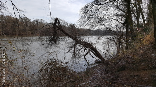 Broken tree at the river