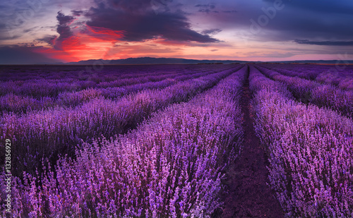 Lavender fields. Beautiful image of lavender field. Summer sunset landscape, contrasting colors. Dark clouds, dramatic sunset.