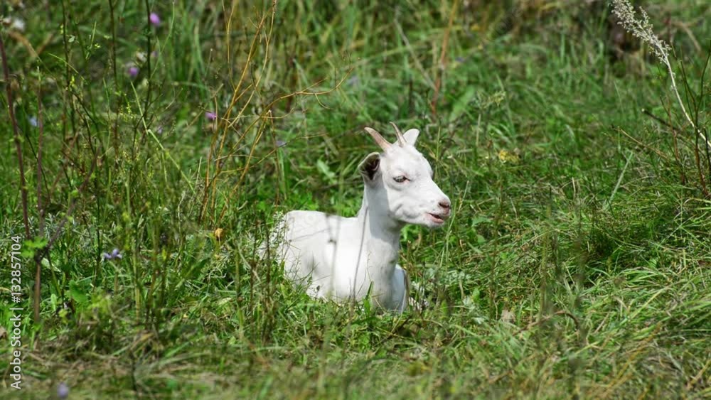 The baby goat lies in grass in summer The baby goat lies in grass in summer