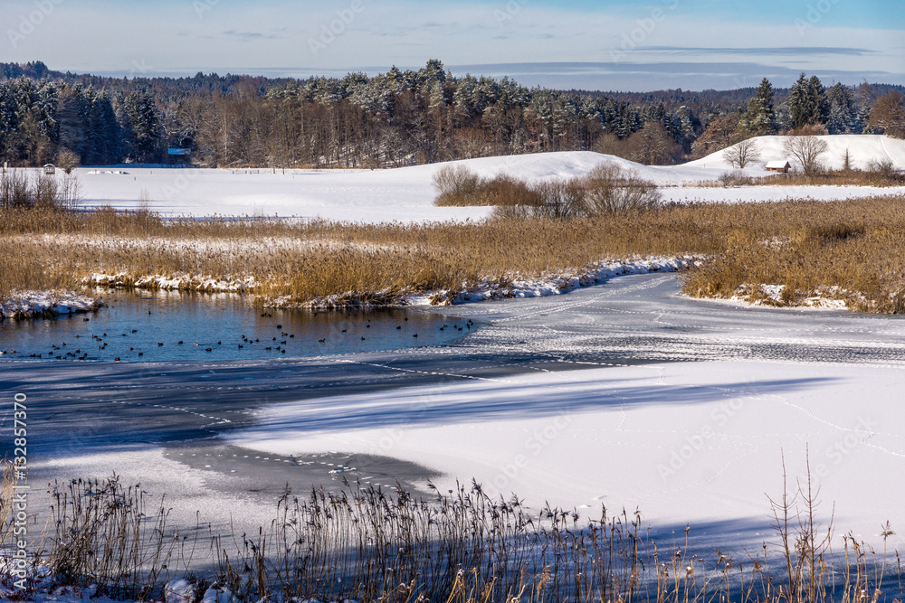Enten an gefrorenen Ufer des Waschsees an den Osterseen Enten an gefrorenen Ufer des Waschsees an den Osterseen