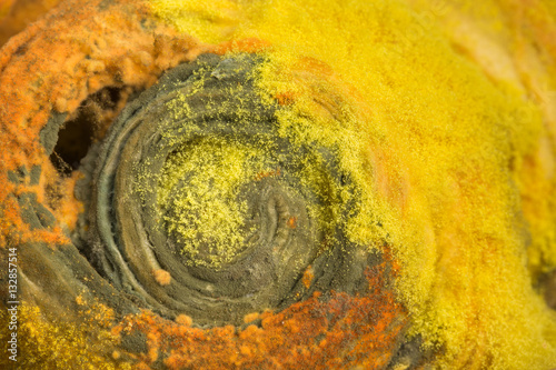 Moldy bun closeup