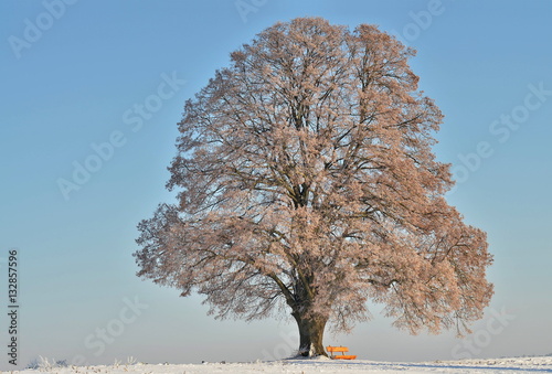 Baum im Winterkleid