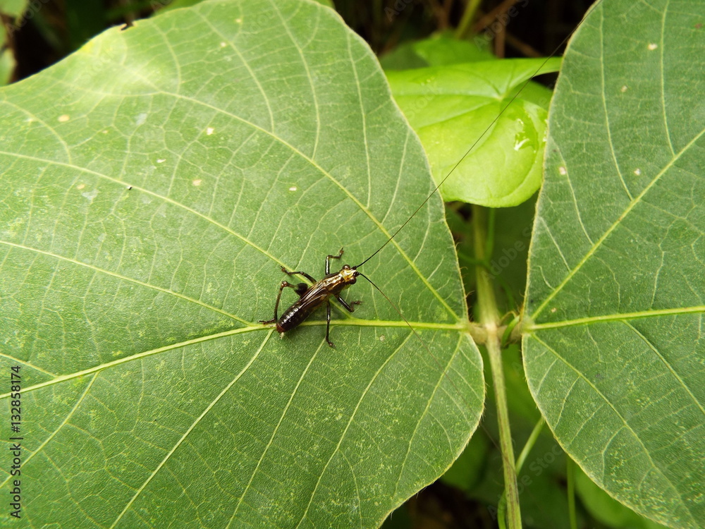 Fototapeta premium 悩んでいるササキリの幼体