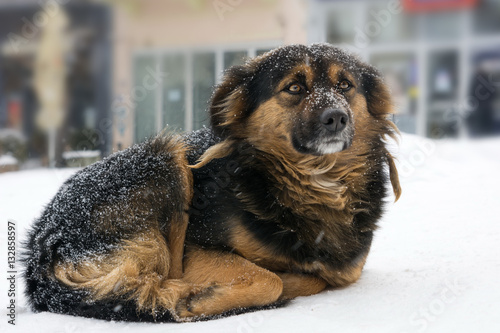 Fototapeta Naklejka Na Ścianę i Meble -  Lonely dog freezing on the street while snowing