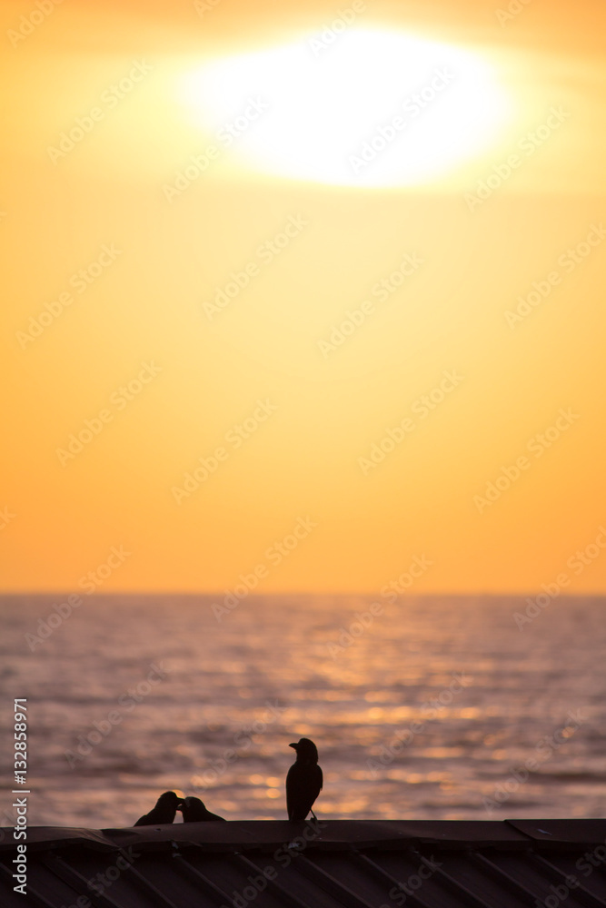 Silhouette von Vögel vor Sonnenuntergang