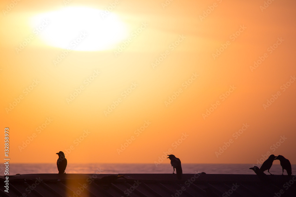 Silhouette von Vögel vor Sonnenuntergang