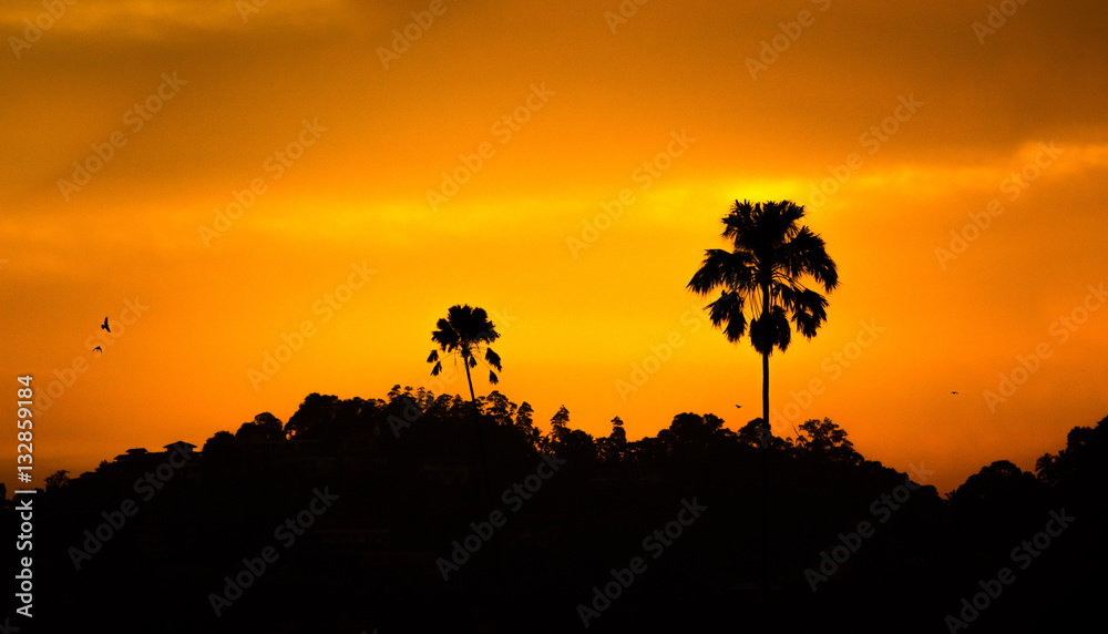 Sonnenuntergang mit Palme und Vögel, Sri Lanka