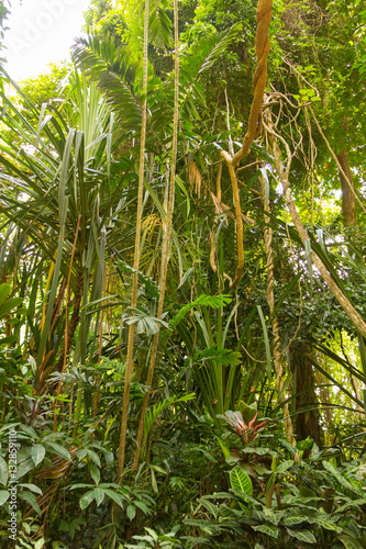 Dschungel in Sri Lanka 