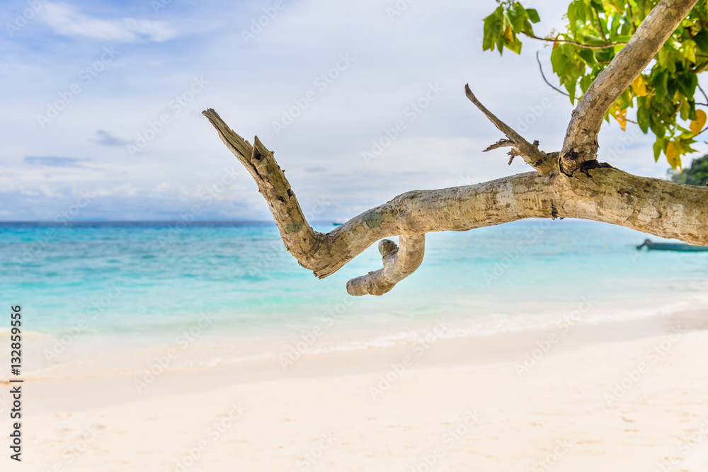 Beautiful landscape sky and blue sea under a green tree and bran Beautiful landscape sky and blue sea under a green tree and bran