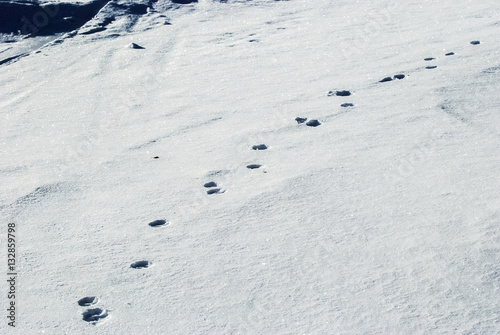 Traces on snow