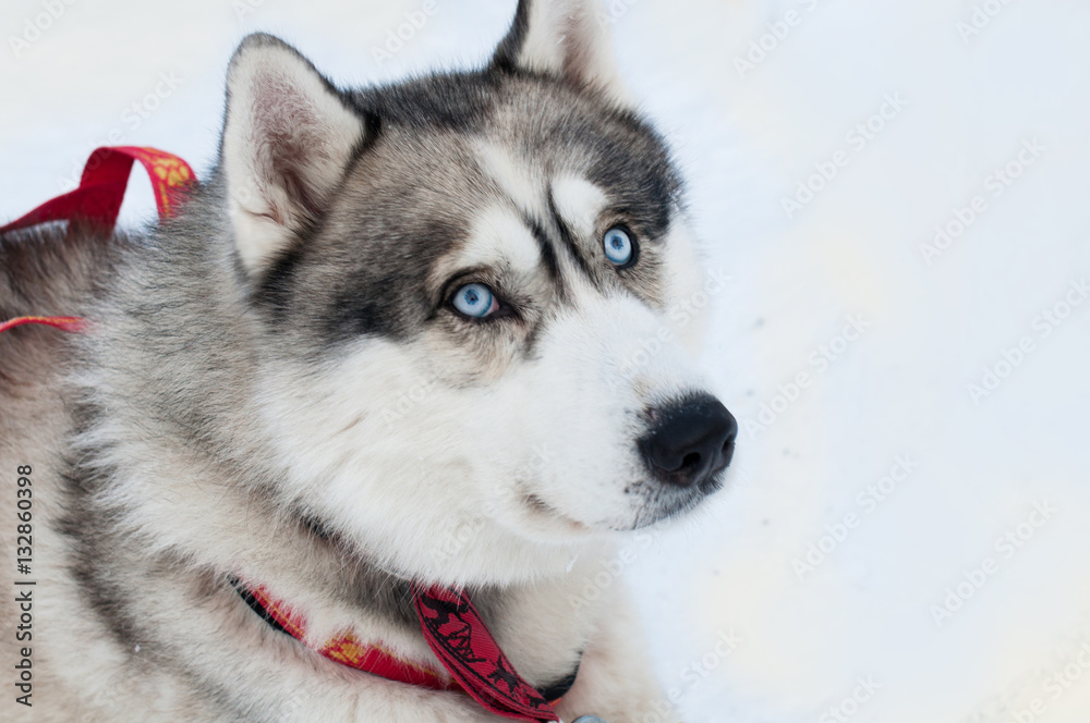 Northern dog on snow background. A dog on a walk, sled dog in harness