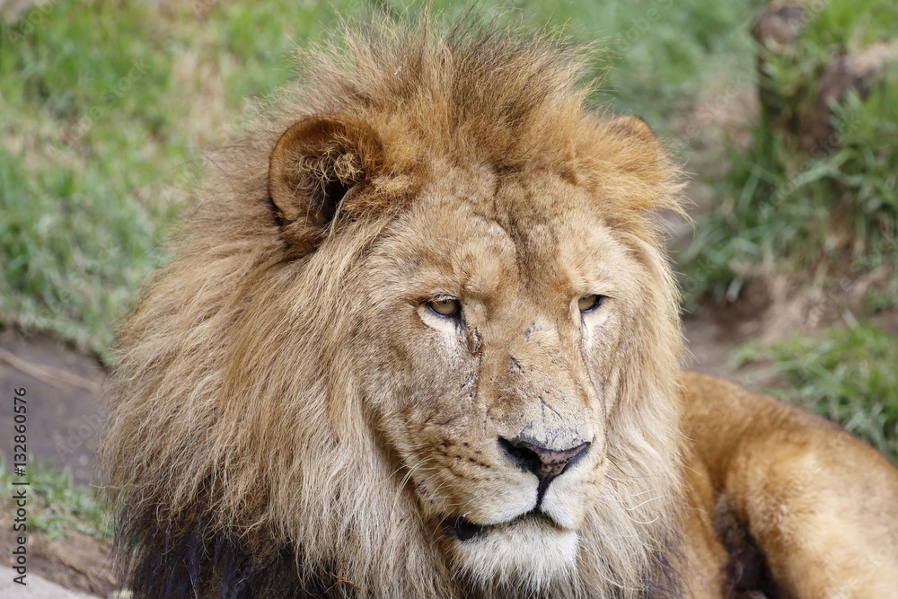 Resting Lion