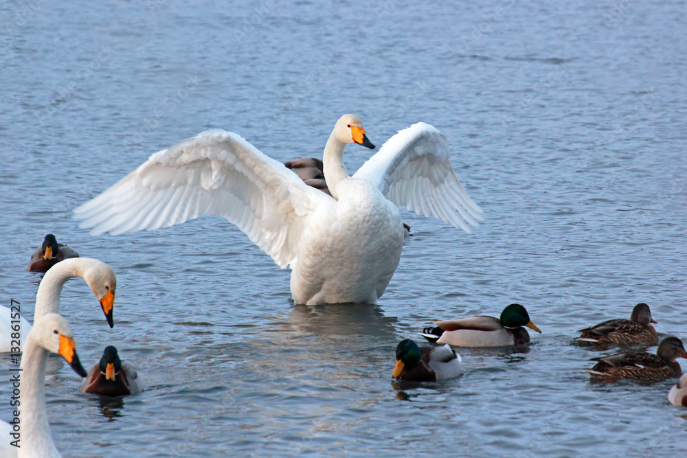 Fototapeta premium White Swan on a winter lake spreading its wings