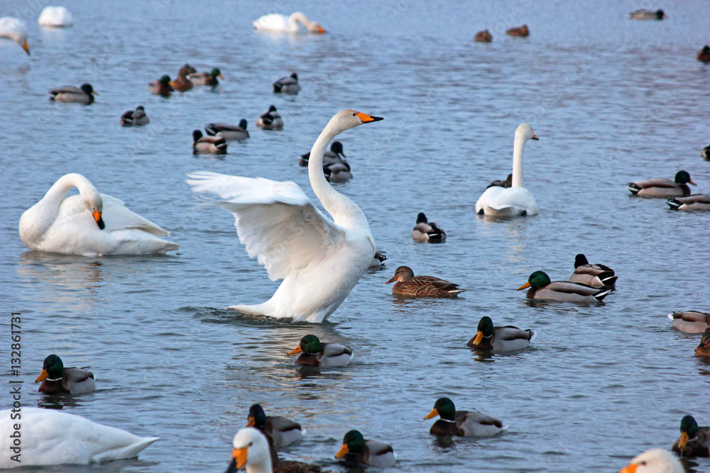 White Swan on a winter lake spreading its wings White Swan on a winter lake spreading its wings