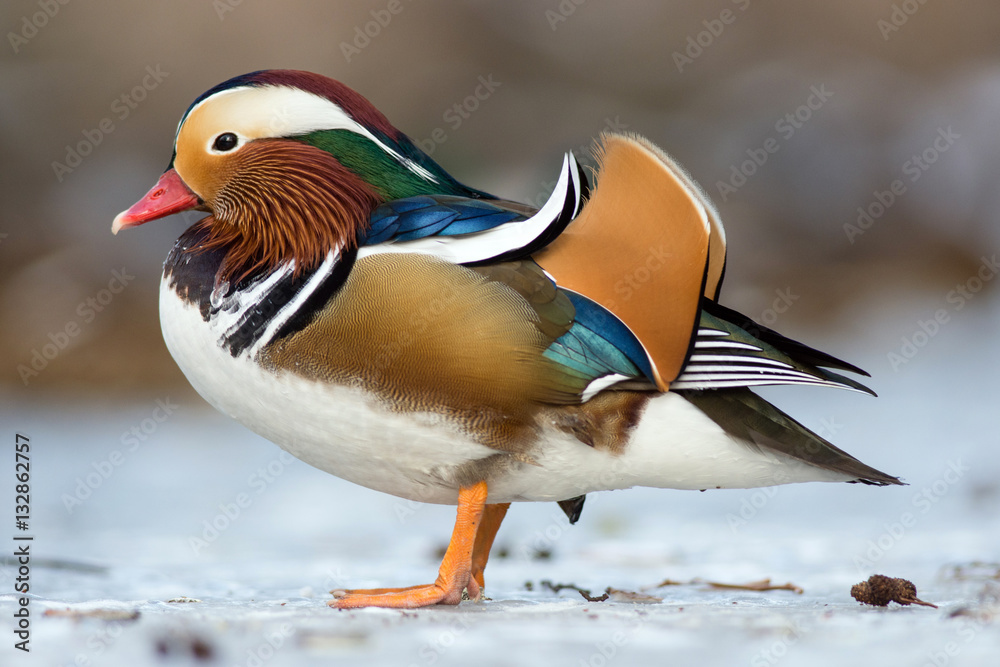 Beautiful mandarin duck on the frozen lake in a park Beautiful mandarin duck on the frozen lake in a park