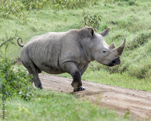 Alone rhinoceros at the Lake Nakuru National Park - Kenya  Eastern Africa